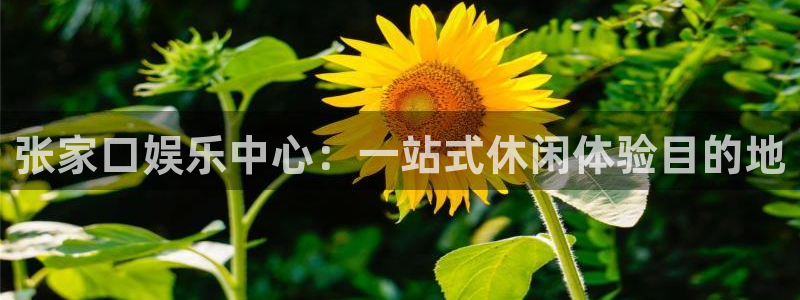 壹号app官方登录入口下载：张家口娱乐中心：一站式休闲体验目的地