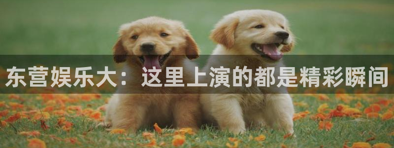 杏悦app下载地址：东营娱乐大：这里上演的都是精彩瞬间